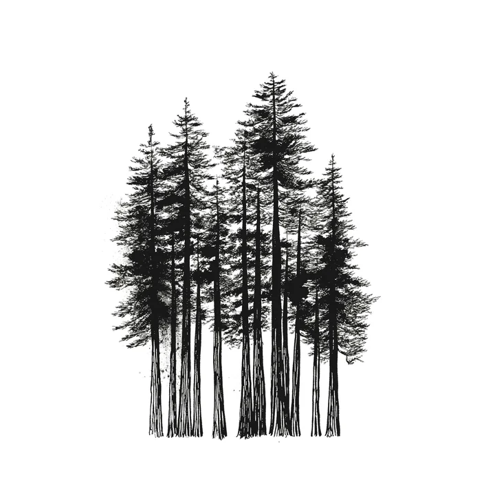 Ink artwork accompanying The Secret of the Redwood Forest